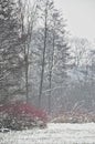 a serene and picturesque scene of a snow-covered path lined with tall, bare trees, creating a sense of calm and the silent beauty