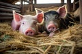 Serene Pigs in a Rustic Pigsty: A Captivating Agricultural Scene