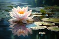 Serene Pink Lotus Floating on Reflective Waters - Calm and Peaceful Nature Scene