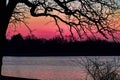 Serene Pink Sunset with Silhouetted Trees