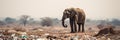 Serene yet poignant image of a majestic elephant standing alone in a barren landscape, surrounded by trash, concept of