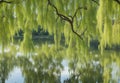 A serene pond framed by weeping willow trees, their branches gently touching the water.