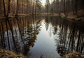 A serene pond mirrors the surrounding leafless trees in a dense Royalty Free Stock Photo