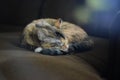 Serene portrait of a sleeping calico cat on a brown couch with sun flare.