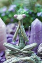 Serene Praying Mantis Figurine Amongst Purple Amethyst Crystals and Nature