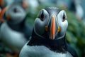 Serene Puffin Gaze Amidst Peers - Minimalist Elegance. Concept Wildlife Photography, Puffin Birds,