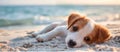 Serene Puppy Enjoying a Peaceful Sunset on the Beach - Generative AI