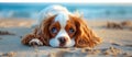 Serene Puppy Enjoying a Peaceful Sunset on the Beach - Generative AI