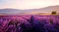 Serene purple lavender fields bloom under golden evening light a tranquil escape Royalty Free Stock Photo