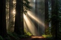 Serene Redwood forest sunrays. Generate Ai Royalty Free Stock Photo