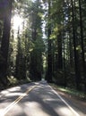 Serene Redwood Highway, California Royalty Free Stock Photo