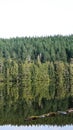 Serene reflection of a dense evergreen forest on the mirror-like surface of a calm lake, with tall coniferous trees Royalty Free Stock Photo