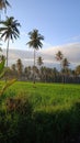 Serene Rice Field Landscape Royalty Free Stock Photo