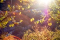 The serene river in the mountains in autumn, the golden leaves