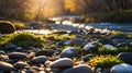 Golden Hour River Rocks and Green Plants Royalty Free Stock Photo