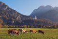 Serene rural landscape with cows grazing in the meadow with the view to Neuschwanstein castle in Bavaria