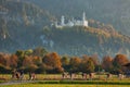 Serene rural landscape, cows returning from the pastures with the view to Neuschwanstein castle, Bavaria, Germany