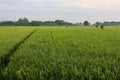 A Serene Rural Landscape of Farms