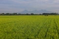 A Serene Rural Landscape of Farms