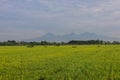 A Serene Rural Landscape of Farms