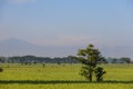 A Serene Rural Landscape of Farms