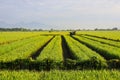 A Serene Rural Landscape of Farms