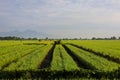 A Serene Rural Landscape of Farms