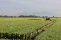 A Serene Rural Landscape of Farms