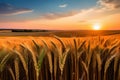 Rural landscape with golden wheat field at sunset. Nature background, organic farming concept