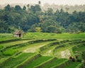 Serene Rural Landscape with Green Fields and Rice Terraces