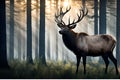 Deer in the forest