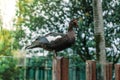 A duck perched on a wall with daylight filtering through the trees in the background, capturing a tranquil moment in nature Royalty Free Stock Photo