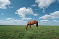 Solitary chestnut horse grazing in a vast green field under a clear blue sky Royalty Free Stock Photo