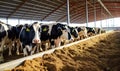 A Serene Scene: Cows Lined up in a Rustic Barn