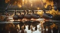 Golden Hour Ducks at Pond\'s Edge: Serene Waterfowl Reflection Royalty Free Stock Photo