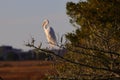 Serene scene featuring an eastern great egret  perched atop a tree situated next to a tranquil lake Royalty Free Stock Photo