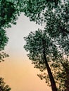 A serene scene, showcasing a couple of pine trees standing tall against the backdrop of a cloudy sky.