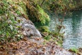 A serene scene of a small waterfall in a green forest with mossy rocks, fallen leaves, and dense trees Royalty Free Stock Photo