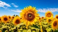 Serene scene of sunflowers facing the sun Royalty Free Stock Photo
