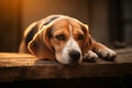 Serene scene, veteran beagle rests with head upon its paws