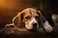 Serene scene, veteran beagle rests with head upon its paws