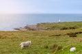 The serene Scottish coastline in Highland Council features a solitary sheep and lighthouse amid the lush greenery