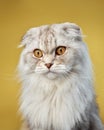 A serene Scottish Fold cat exhibits its unique folded ears and plush white coat