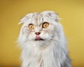 A serene Scottish Fold cat exhibits its unique folded ears and plush white coat