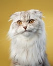 A serene Scottish Fold cat exhibits its unique folded ears and plush white coat