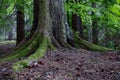 Moss drapes over sprawling roots of a majestic tree in Scottish forest