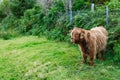 Serene Scottish Highland Young Cow Grazing in Enclosed Green Meadow