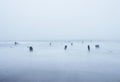 Serene Sea Coast Beach Waves and tree Stumps