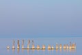 Broken, Spiked Poles Emerging from Ocean Waters