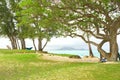 Serene shady beach along beautiful tropical ocean shore